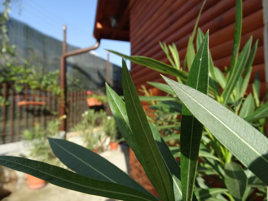 Guest House Ivel Saparewa Banja Exterior foto